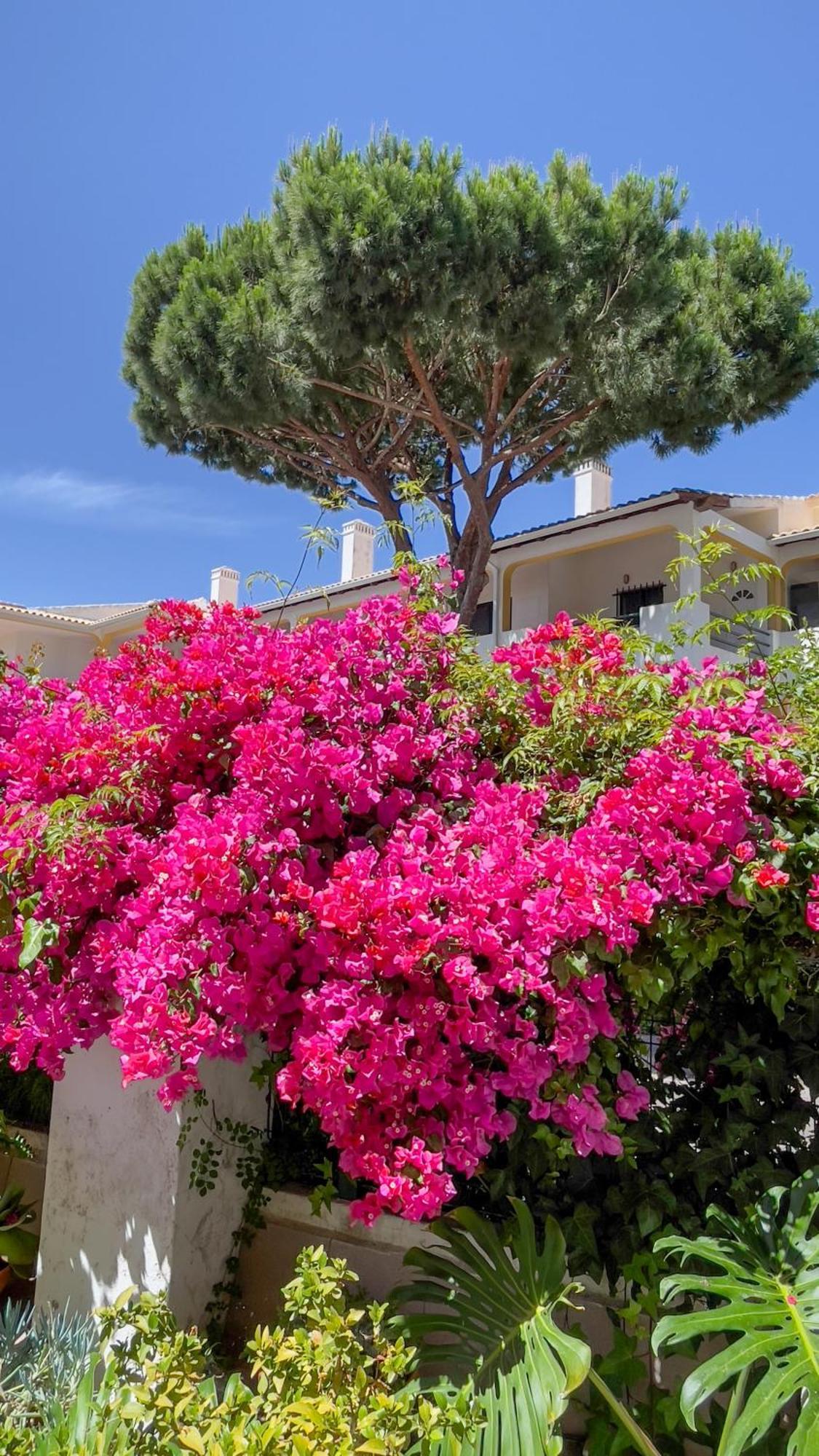 Verde Pino Vilamoura Exteriör bild